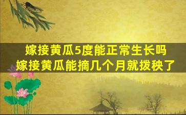 嫁接黄瓜5度能正常生长吗 嫁接黄瓜能摘几个月就拨秧了